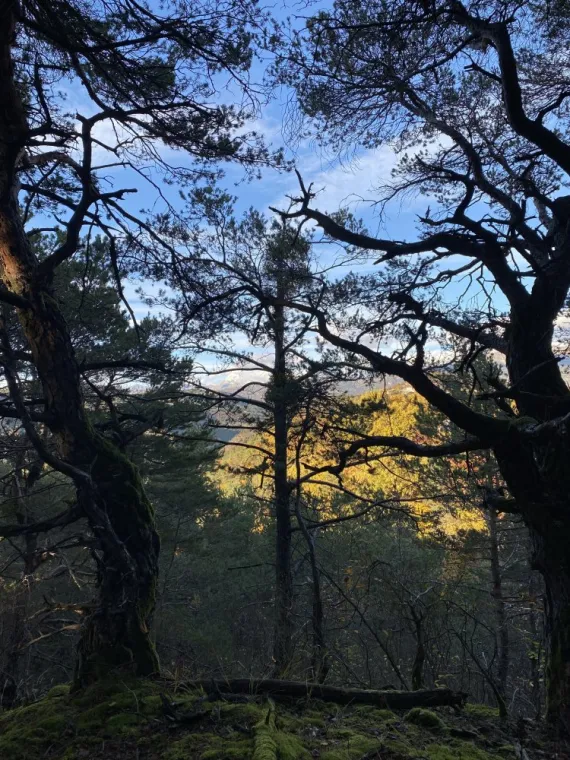 Que découvrir en forêt ?, Châteaubourg, Julie Allemand