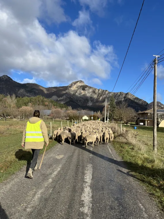 transhumance : allier les traditions à la modernité , Châteaubourg, Julie Allemand