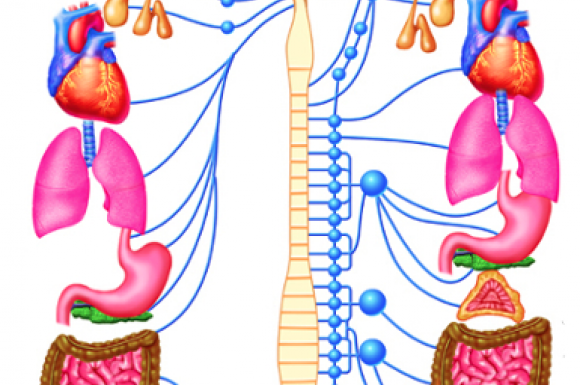 organes innervés par le système nerveux autonome 